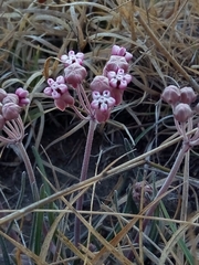 Asclepias senecionifolia
