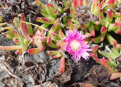 Lampranthus spectabilis