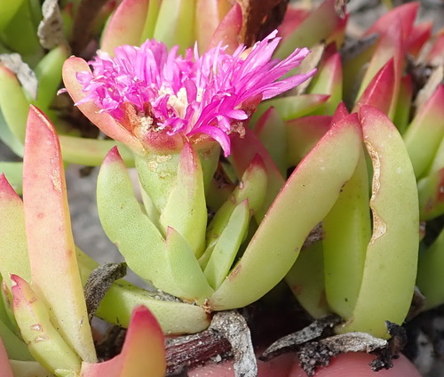 Image of Lampranthus spectabilis by (c) Nicola van Berkel, some rights reserved (CC BY-SA)