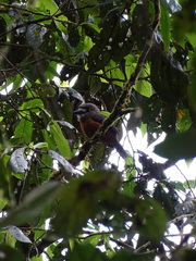 Hapaloptila castanea