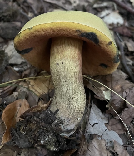 hríb siný (Suillellus luridus)