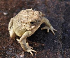 Anaxyrus microscaphus