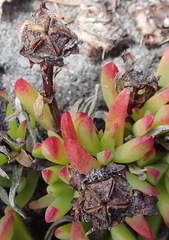 Lampranthus spectabilis