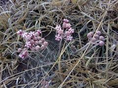 Asclepias senecionifolia