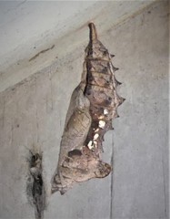 Polygonia interrogationis