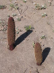 Cynomorium coccineum