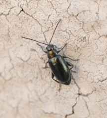 Phyllotreta nigripes