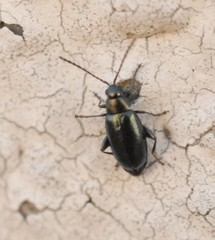 Phyllotreta nigripes