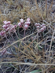 Asclepias senecionifolia