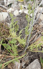 Lichtensteinia interrupta
