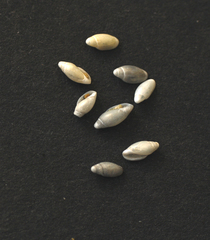 Dentimargo cairoma