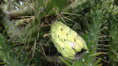 Austrocylindropuntia