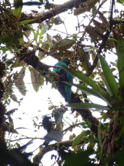 Pharomachrus auriceps