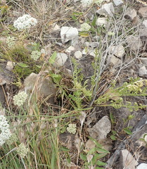Lichtensteinia interrupta