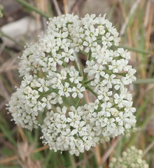 Lichtensteinia interrupta