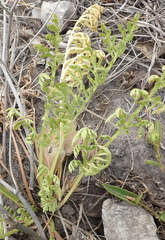 Lichtensteinia interrupta