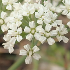 Lichtensteinia interrupta