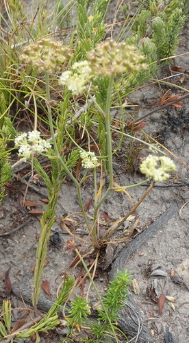 Image of Itasina filifolia by (c) Nicola van Berkel, some rights reserved (CC BY-SA)