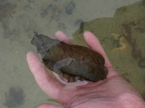Aplysia keraudrenii