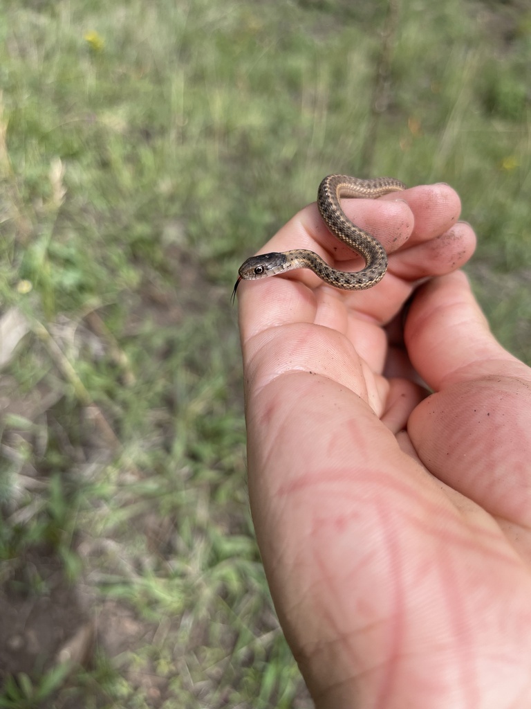 Wandering Garter Snake From Apache-Sitgreaves National Forests ...