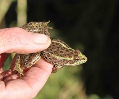 Lithobates chiricahuensis