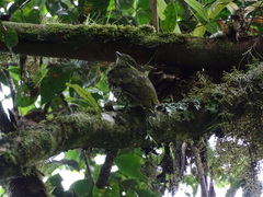 Ampelioides tschudii