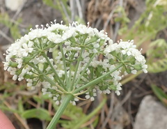 Lichtensteinia interrupta