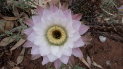 Echinopsis leucantha
