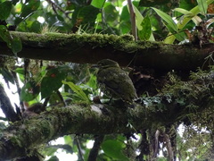 Ampelioides tschudii