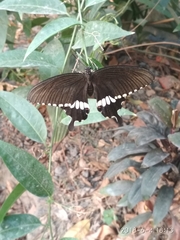 Papilio polytes