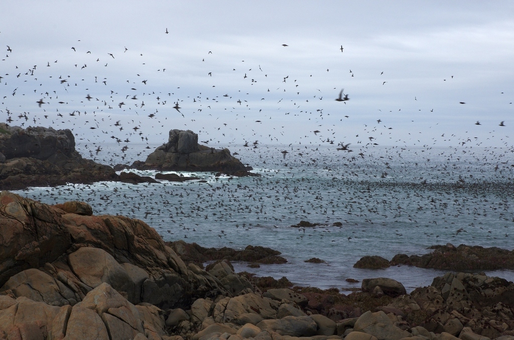 Huge flock of sooty shearwaters flying low over the sea beside a rocky coast