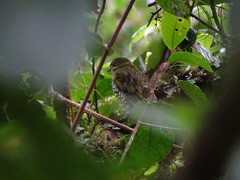 Ampelioides tschudii