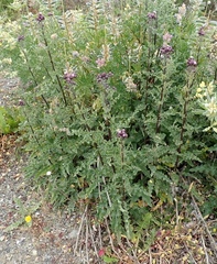 Cirsium arvense