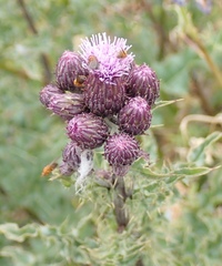 Cirsium arvense