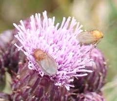 Cirsium arvense