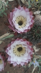 Echinopsis leucantha
