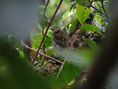 Ampelioides tschudii