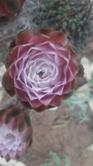 Echinopsis leucantha