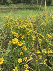Helenium — photo 3
