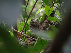 Ampelioides tschudii