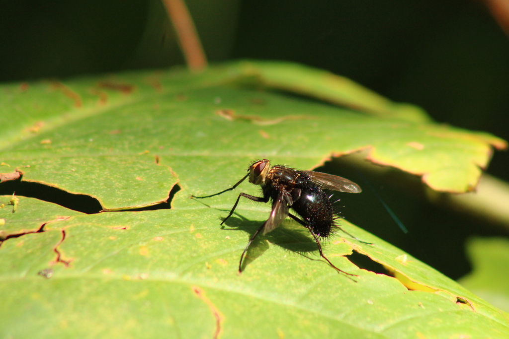 Bot Flies, Blow Flies, and Allies from C. El Chaco 3200, Providencia ...