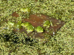 Pelophylax lessonae
