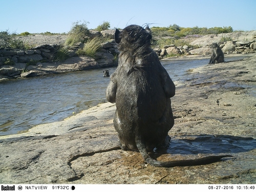 チャクマヒヒ
