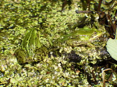 Pelophylax lessonae
