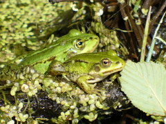 Pelophylax lessonae