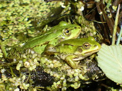 Pelophylax lessonae