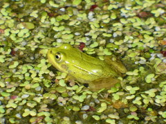 Pelophylax lessonae