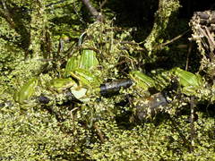 Pelophylax lessonae