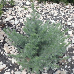 Aspalathus florifera