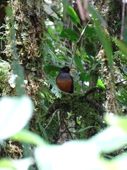 Ampelioides tschudii